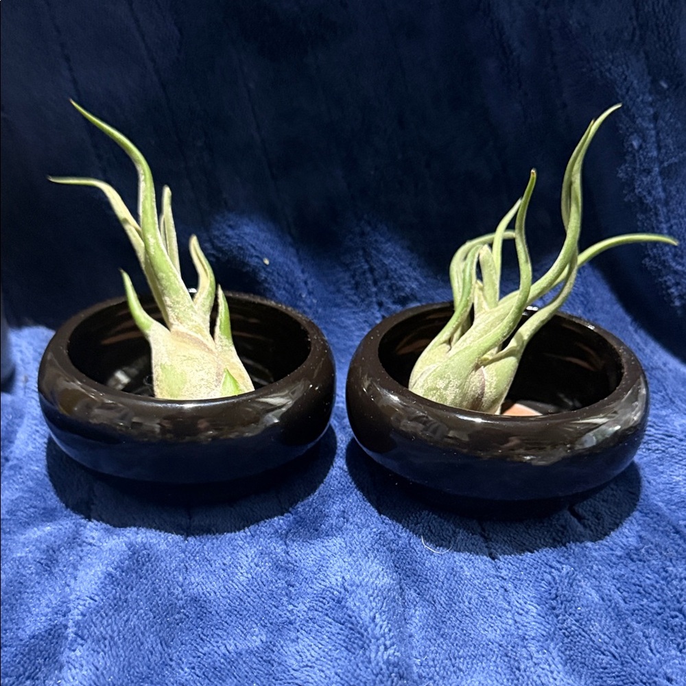 Black Ceramic Air Plant Bowl Planter - Pair